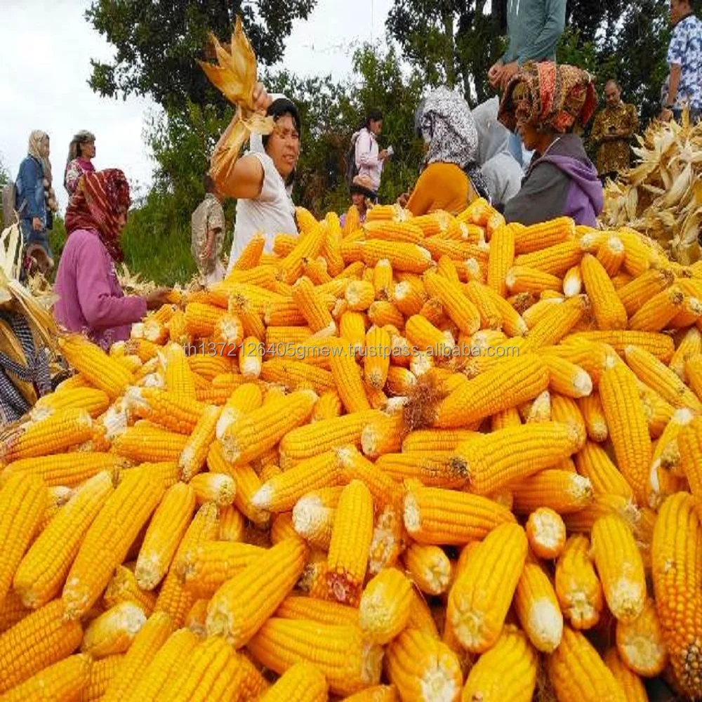 
yellow corn yellow Maize Product in Thailand 