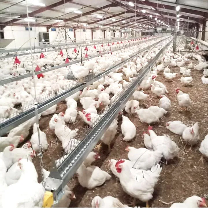 Cheap Price Automatic  Poultry Feeder Equipment For Breeder