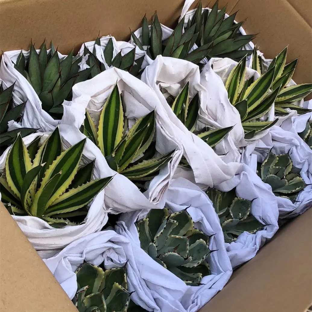 
Cactus Succulent mixed box wholesale natural plant cactus succulent pot Succulent Plants 