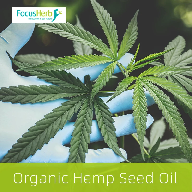 
FocusHerb Hight Quality Bulk Organic Hemp Seed Oil 