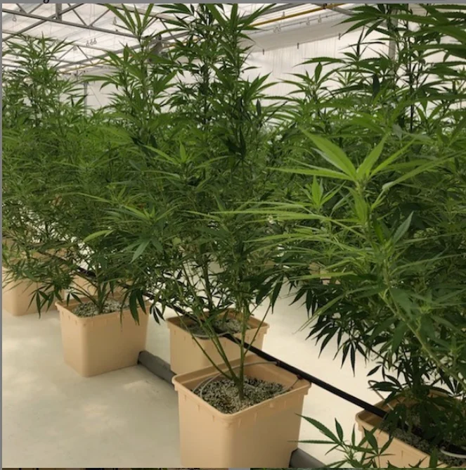 4 Gallon bato buckets hydroponic plastic grow pots tomatoes systems