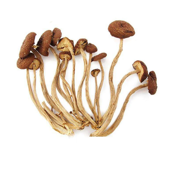 
Healthy food Agrocybe Aegerita Dried Tea Tree Mushroom 