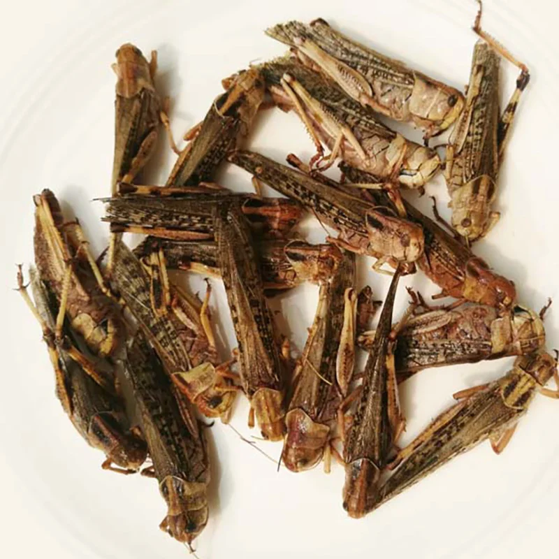 
Factory Sell organic dog treats dried grasshopper 