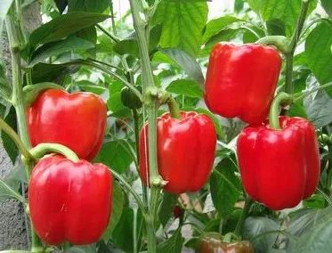 
Suntoday Red sweet bell pepper Capsicum chilli seeds 10gr/bag 