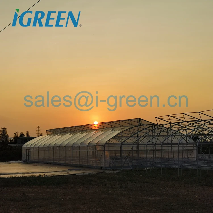 conservatory tropical greenhouses fixed by steel clamp tropical climate greenhouse tropical agricultural greenhouse