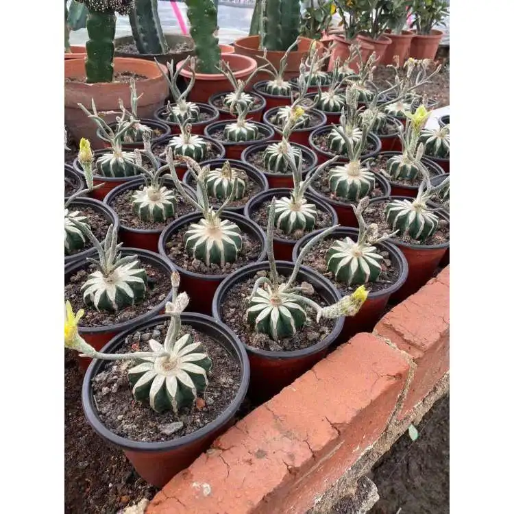 
Succulent Plants Cactus Astrophytum caput-medusae D.R.Hunt 