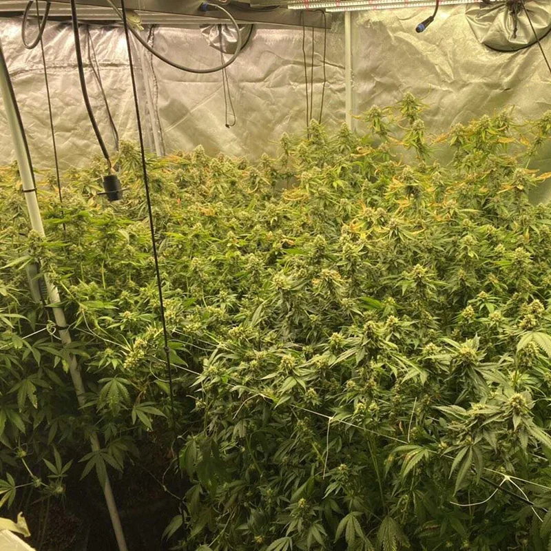 Quality SAMSUNG Lm301h Best 2024 Grow light Led Grow Light