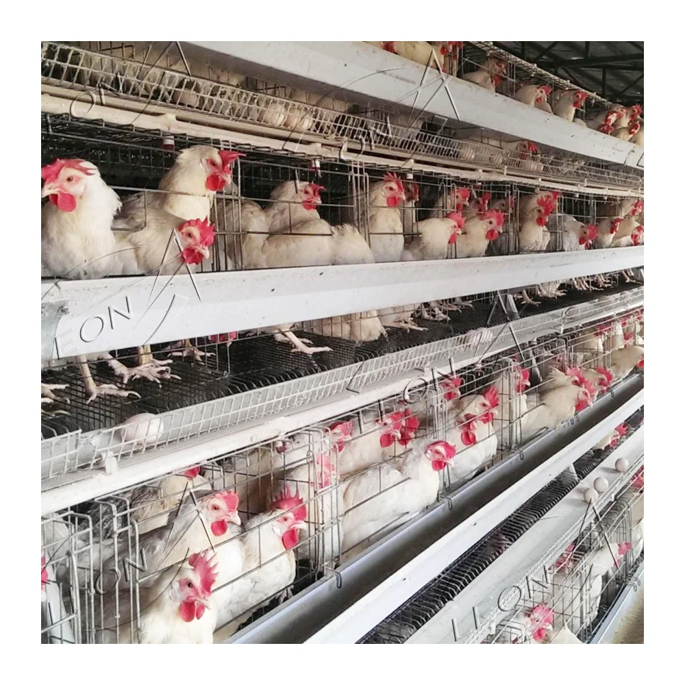 High quality A type housing cage for layers chickens