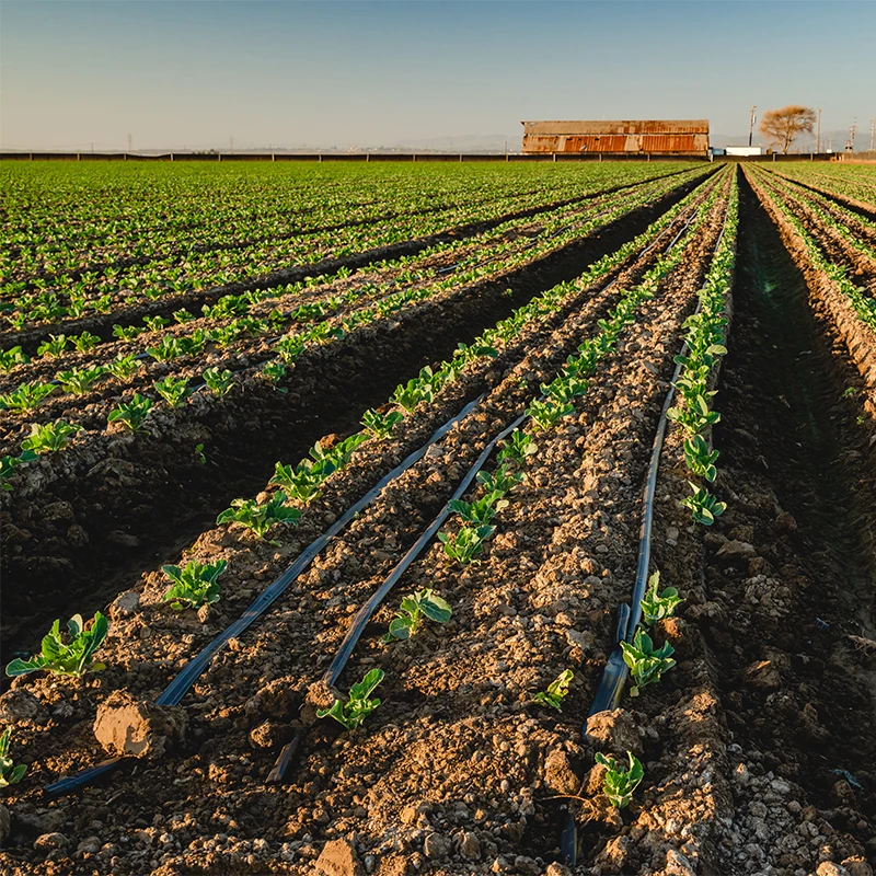 Pandora 1-hectare with drip pipe 16mm Drip Tape hose for farm irrigation hectare farm drip irrigation system