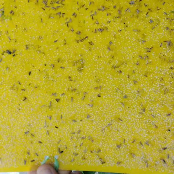 Whitefly pheromone lure Trialeurodes Vaporariorum killer white fly trap from factory