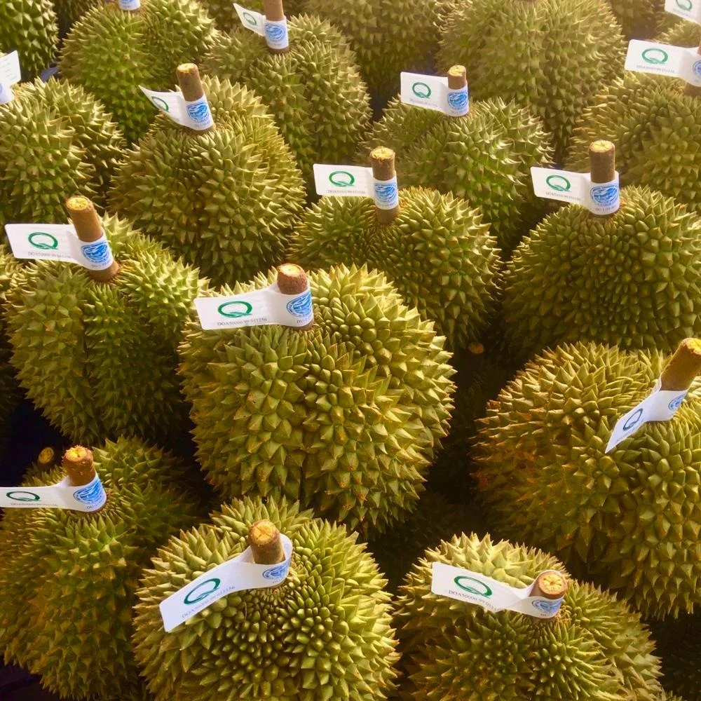 
Premium Quality Chanee from Thailand Fresh Durians Fruits 
