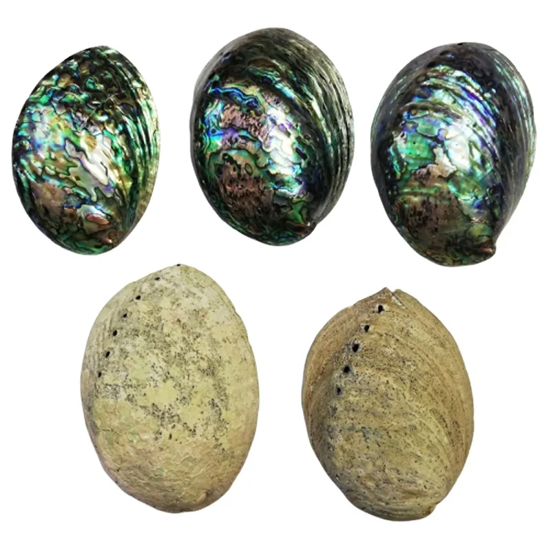 NATURAL ABALONE SHELL LARGE STOCK 12-16 CM for DECORATION WHOLESALE WITH BEST PRICE 2022 in MARKET