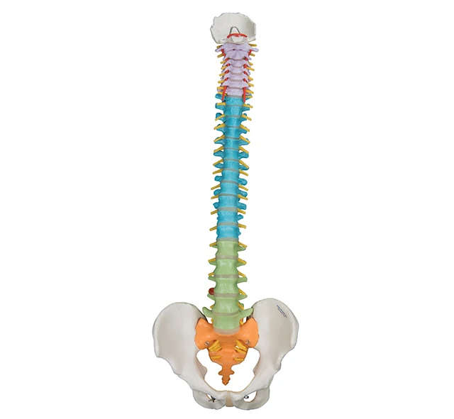 YA/L037F  Plastic Colored Flexible Vertebral Column Model For Teaching Medical Science