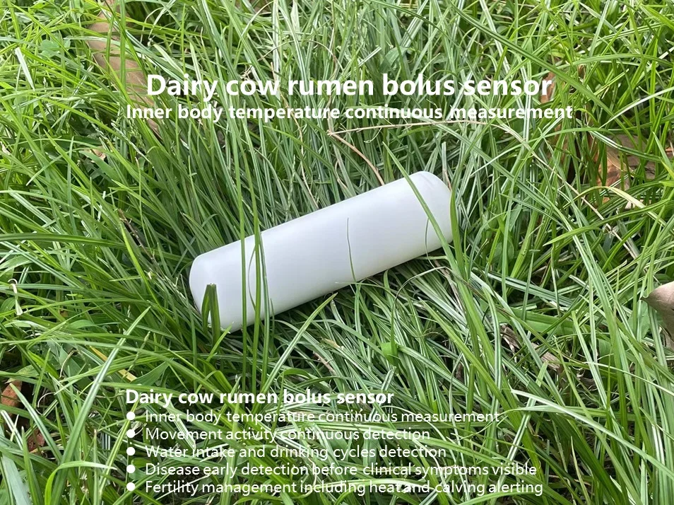Cattle bolus rumen sensor inner body temperature cow disease early detection health monitor heat detect same as smaxtec