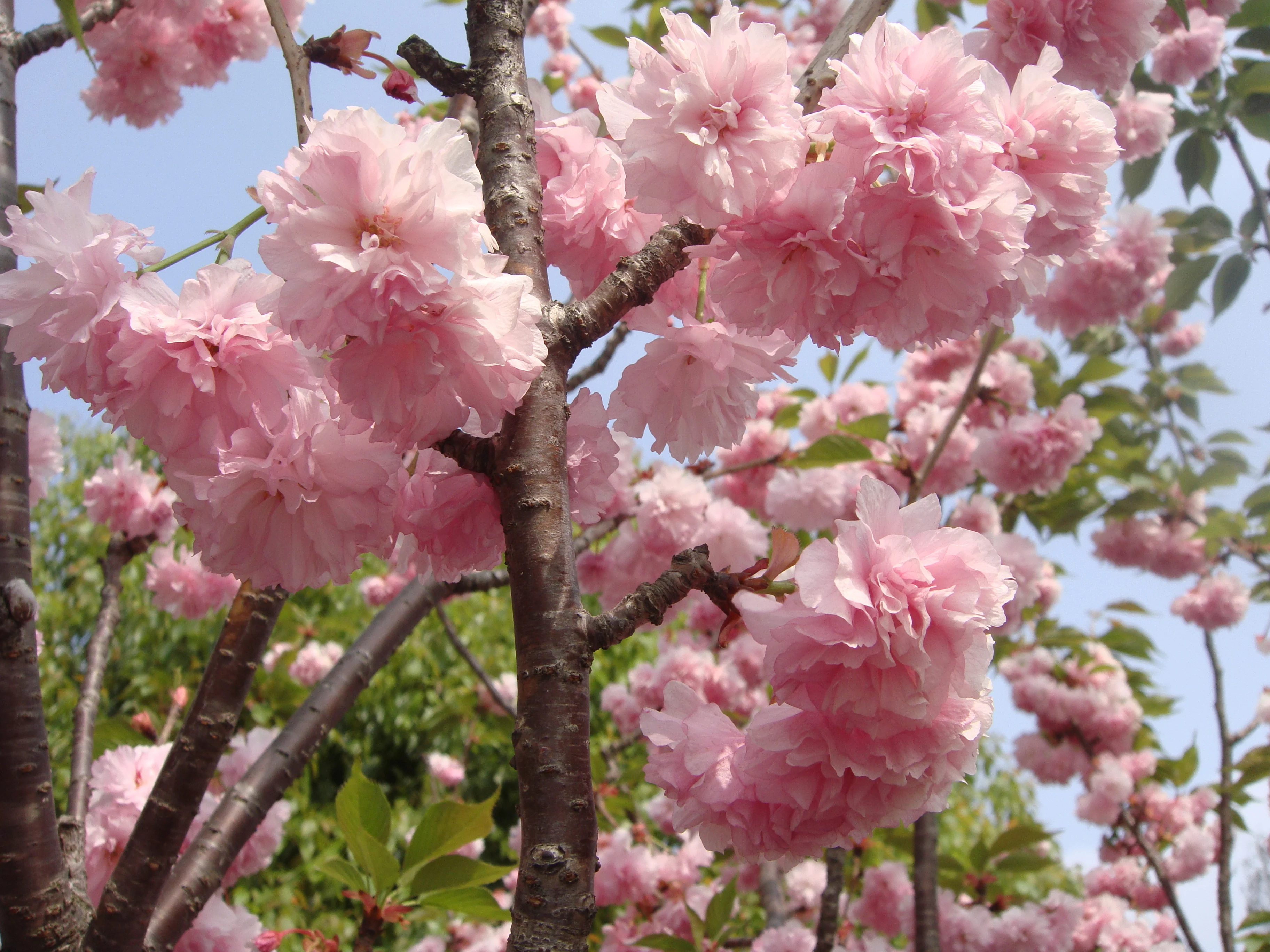 Real cherry white cherry blossom petals Japanese with safety