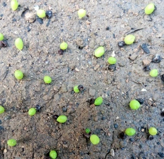 High quality Astrophytum seeds of cactus seeds