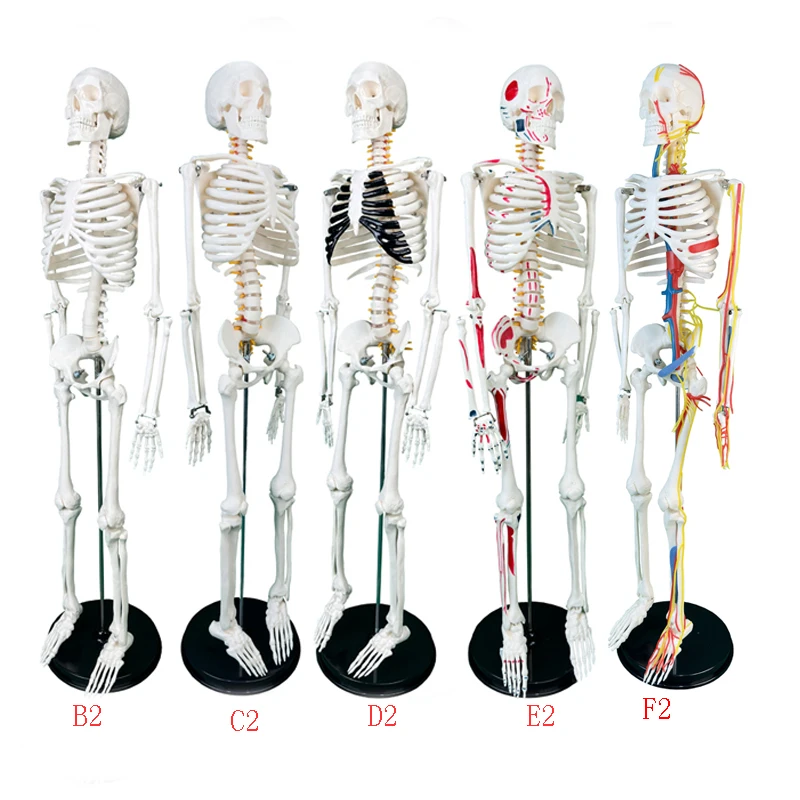 Anatomy Model High Quality 85CM Human Bone Skeleton With Neurovascular and Muscle Start End Points Teaching Resources
