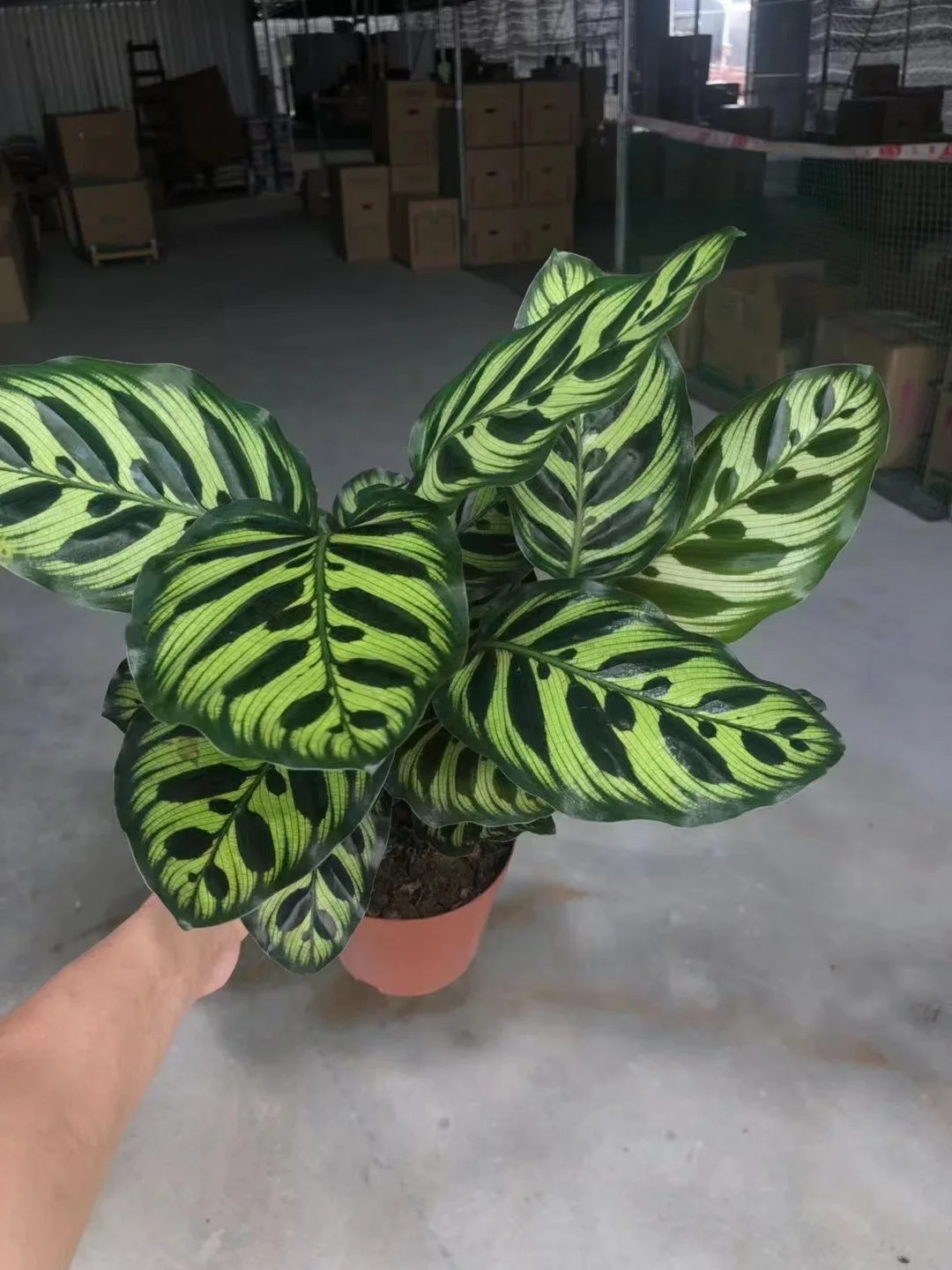  Оптовая продажа растения с калатеями Aglaonema живые комнатный бонсай деревянные