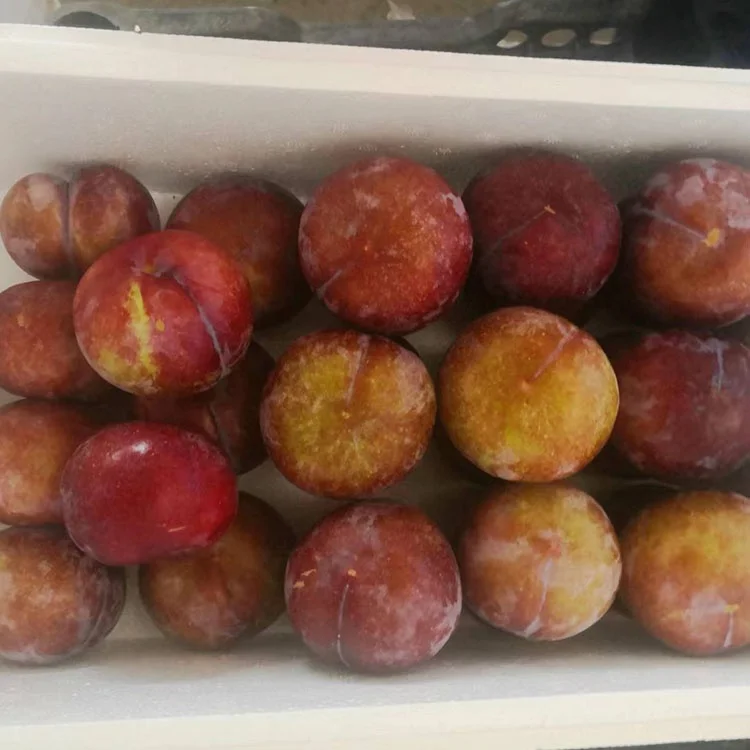 New crop fresh black plum for export