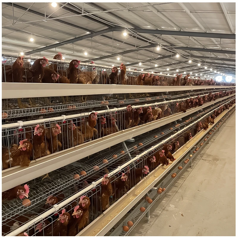 Клетка для кормления кур оборудование сбора яиц птиц животных