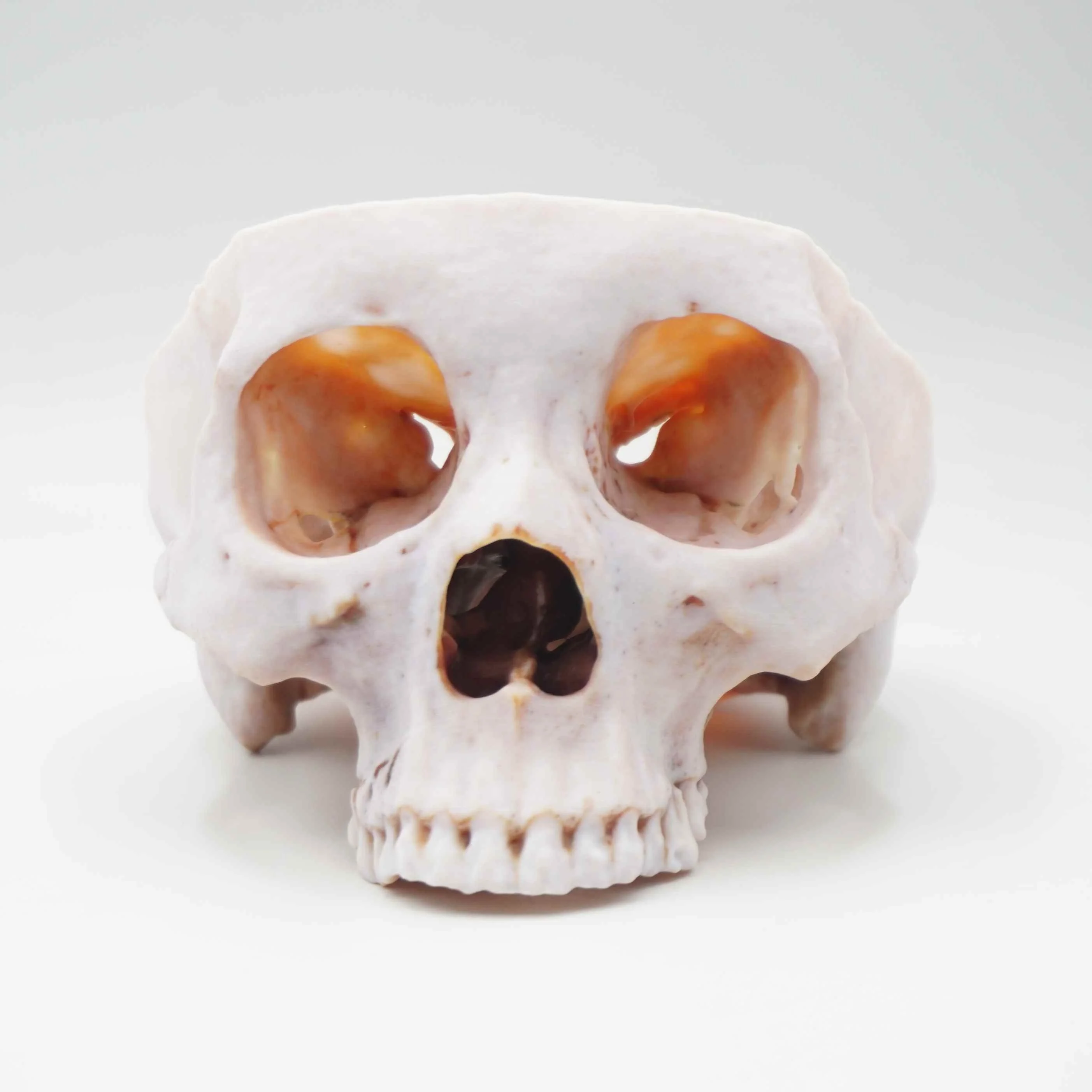 3d print skull polyjet clear transparent full color medical educational application smooth resin good quality