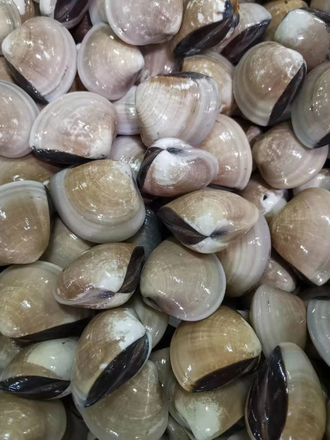 Indonesia Frozen White Clam/ Meat