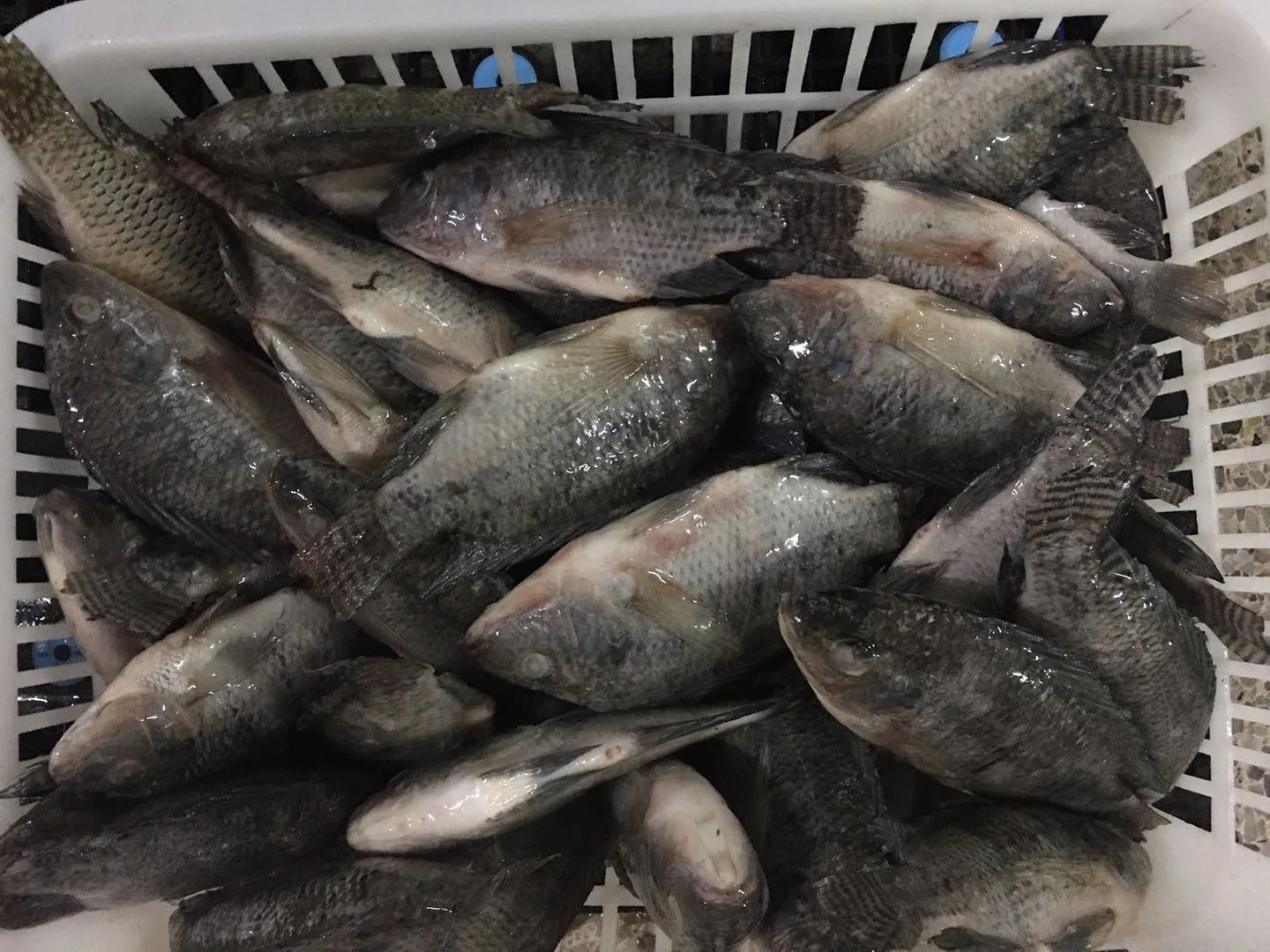 
Factory Supply Frozen Whole Round Tilapia Fish 