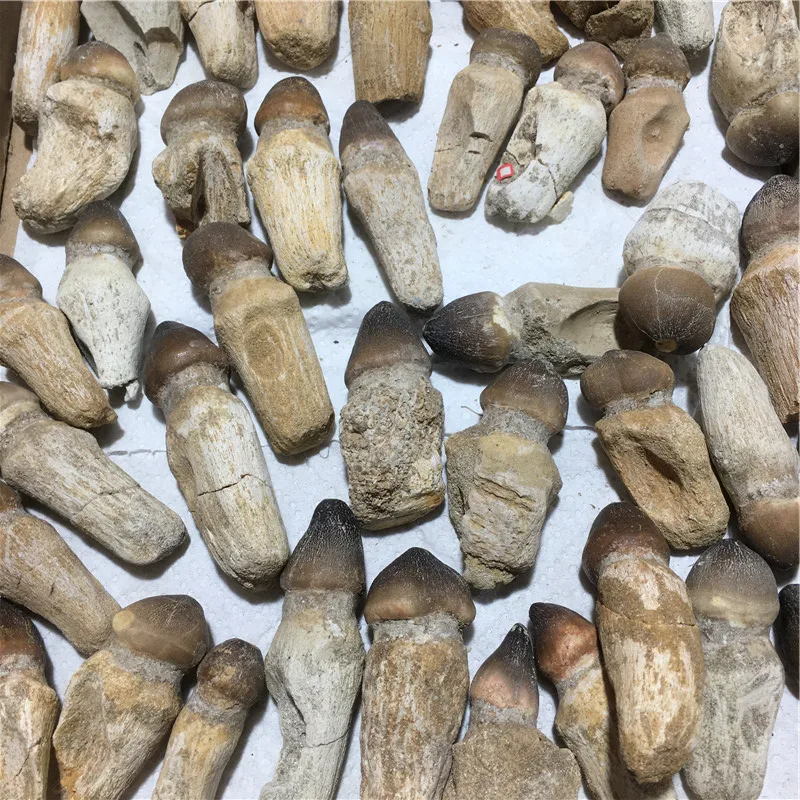 Натуральный минеральный образец ископаемые камни динозавров Globidens tooth ископаемый камень для продажи