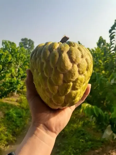Свежий заварной яблочный фрукт из Вьетнама по конкурентоспособной цене изысканный вкус-сладкий соответствует экспортным