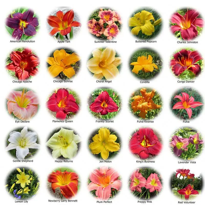 Laundry Detergent Flavor/fragrance Of Laundry Detergent