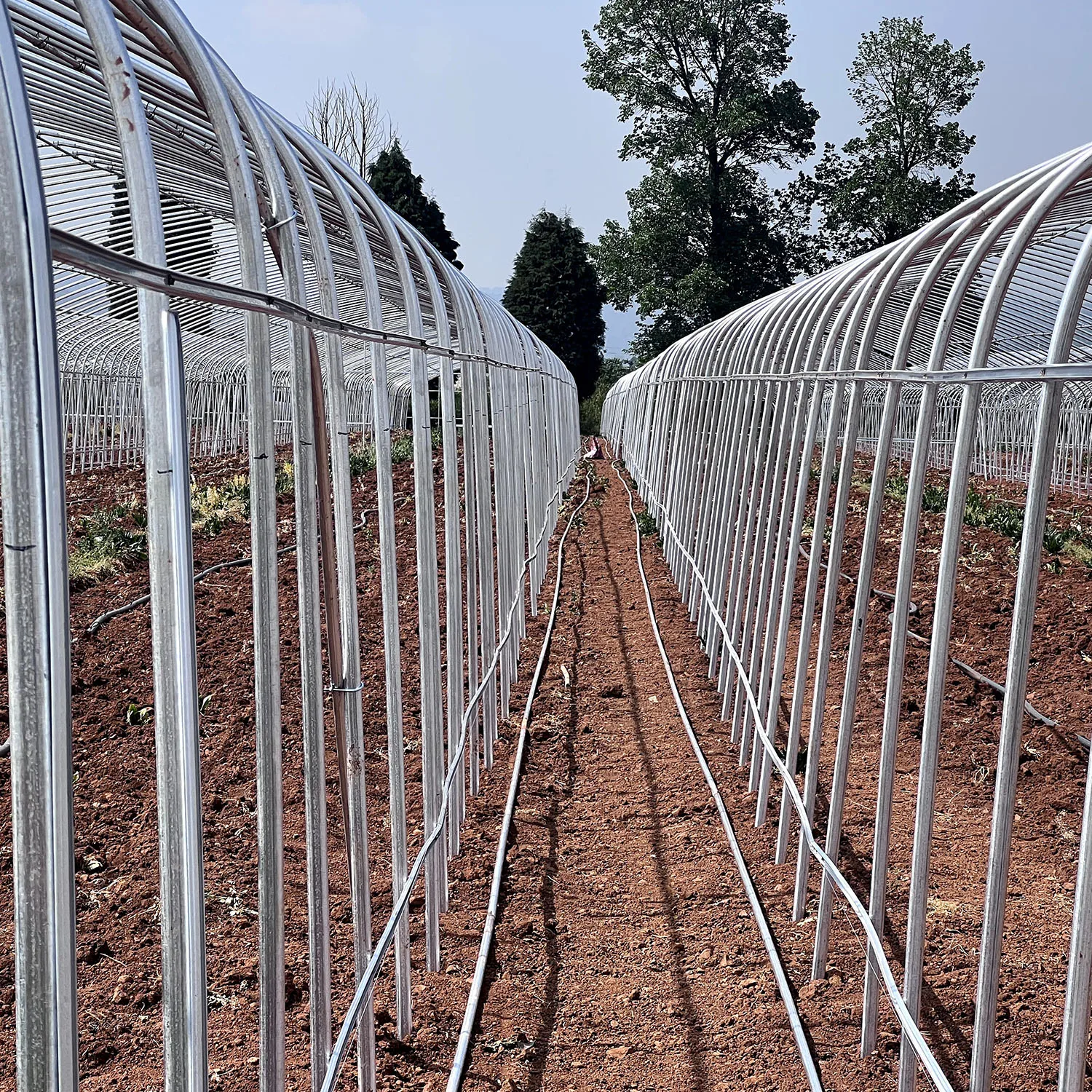 strawberries vertical farm hydroponic growing Greenhouse Film Tunnel  Strawberry Tomatoes Cucumber Greenhouse for sale