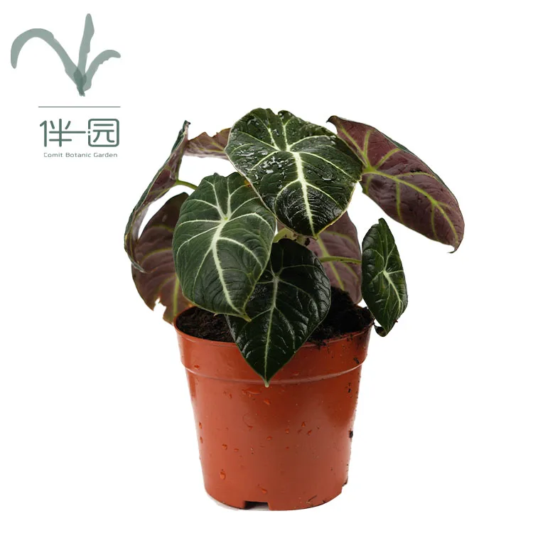 
Best price alocasia black velvet Natural live plants for Indoor home office desktop decoration 