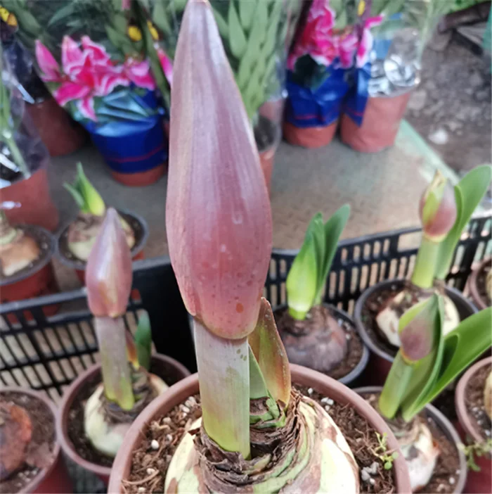 Zhu ding hong Best price bulk dried flower seeds amaryllis seeds bulbs