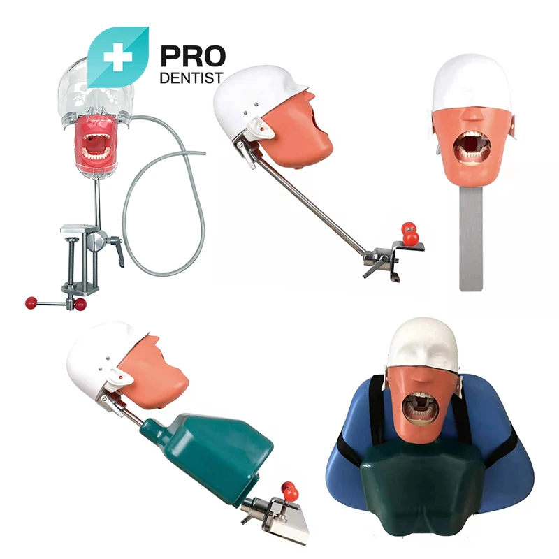 Dental Simulator Phantom Head Model for Education Dentist Training Practice