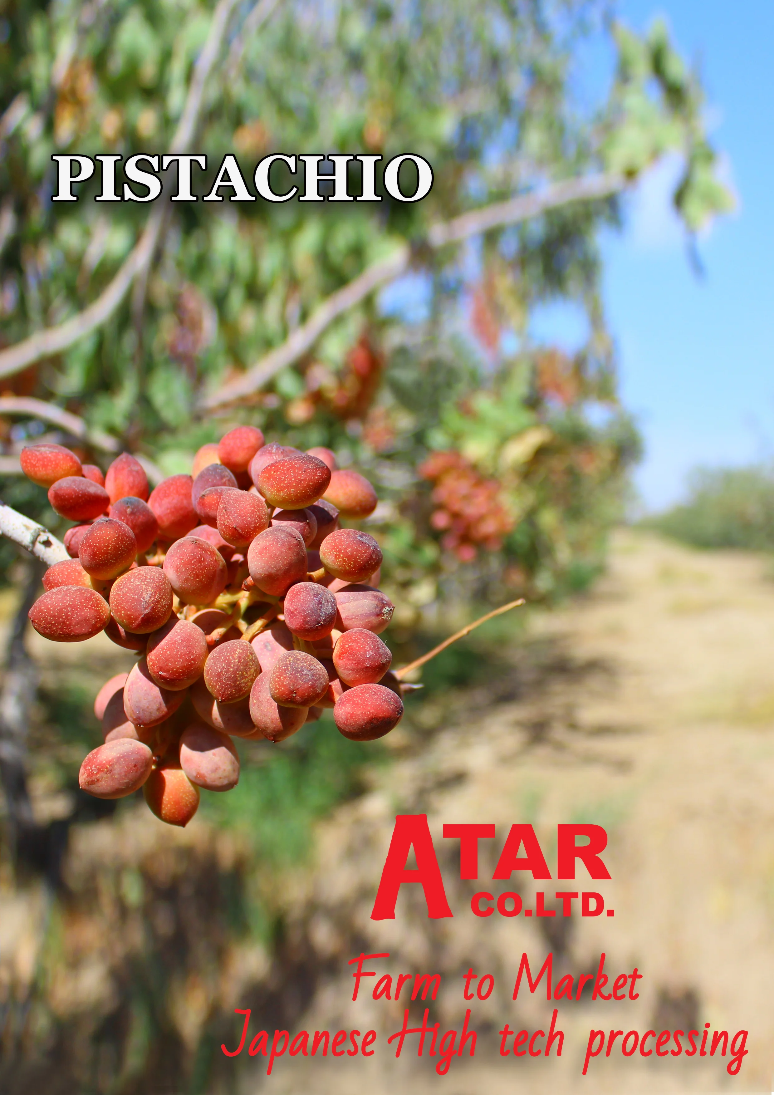 Oman highest economic value dried nuts pistachio shells for sale