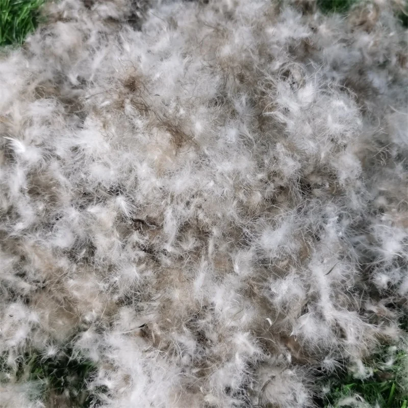 High Filling Power Wholesale Soft Natural Washed Raw Material 95% Grey Feather Duck Down for Pillow Quilt