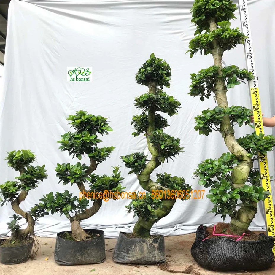 
Professional manufacture cheap foliage plants natural plants ornamental ficus bonsai plant , ficus restusa, ficus S ginseng 