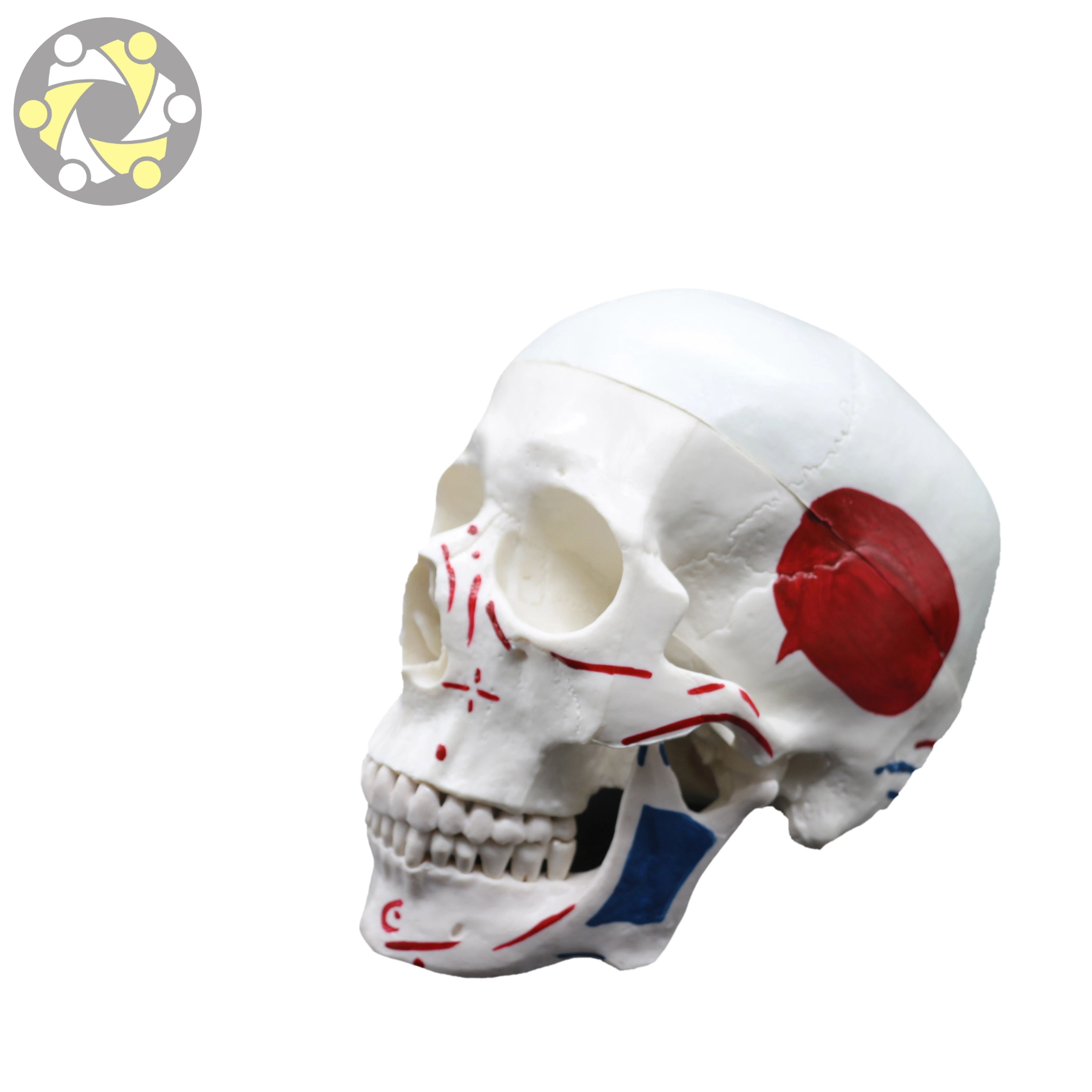 Medical Science Training Skull Model with Detailed Muscle Painting Human Anatomy Model