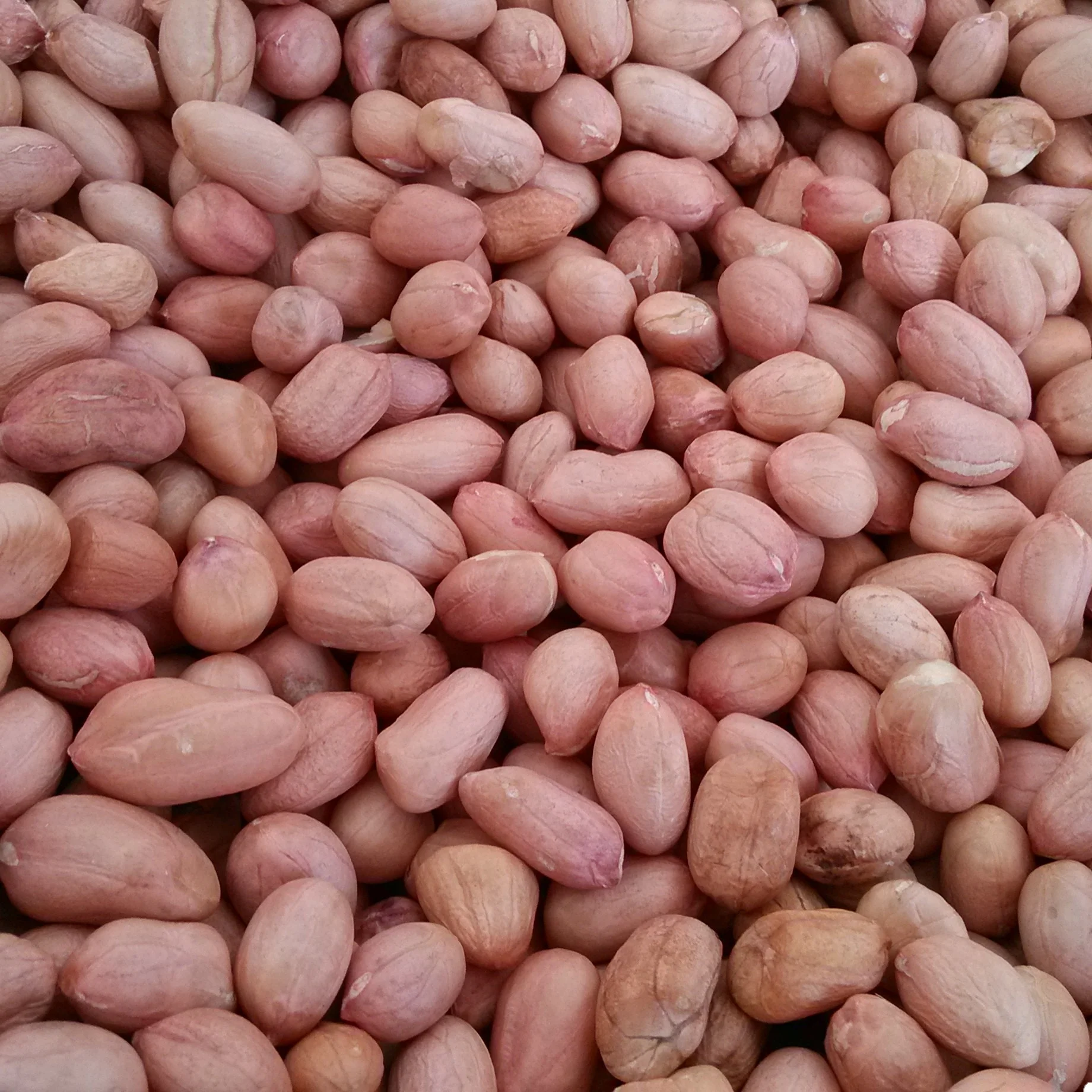 Chinese High Grade Peanut Kernels Hot-selling Peanut Kernels