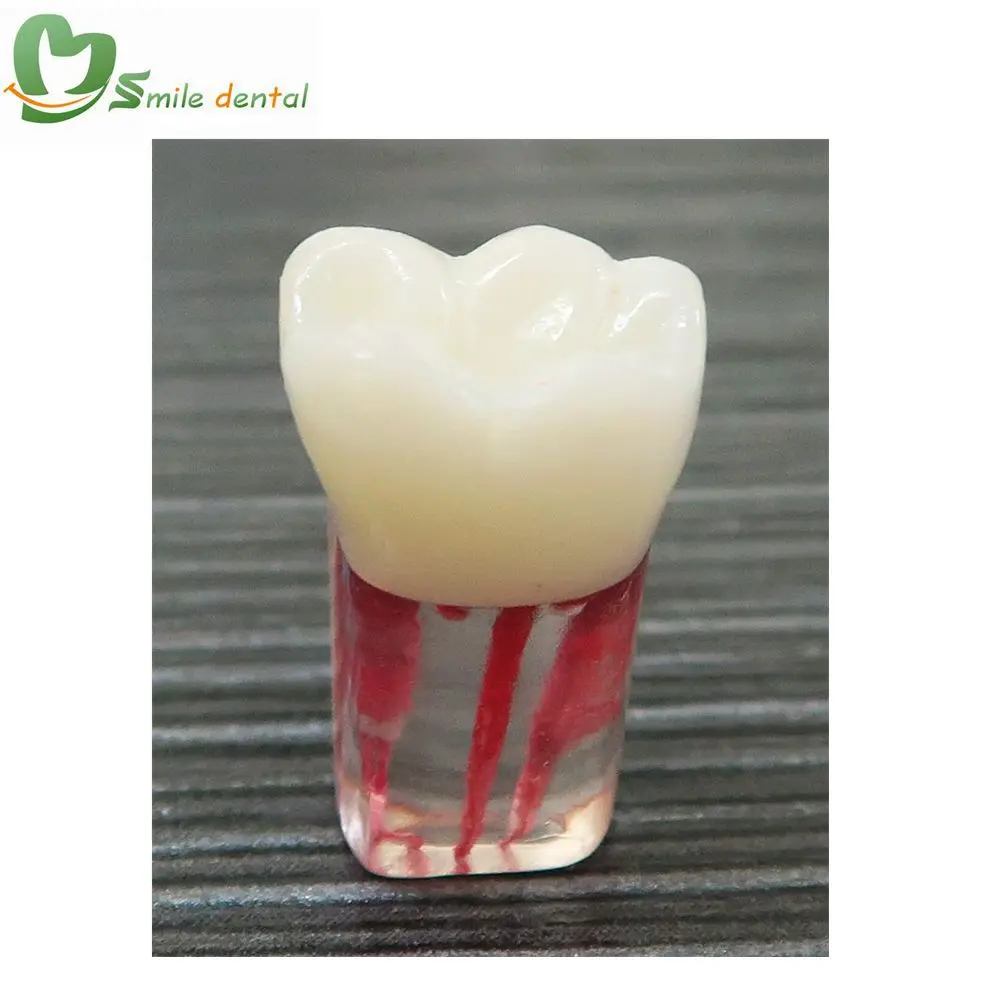 Endo canal dental practice teeth