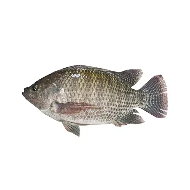 tilapia (2)