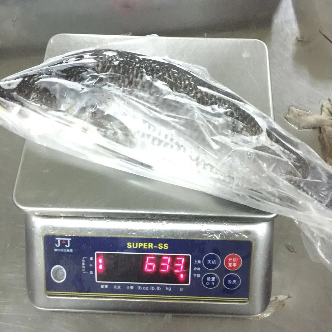 Frozen  Fish whole round for sale  Sea Bass