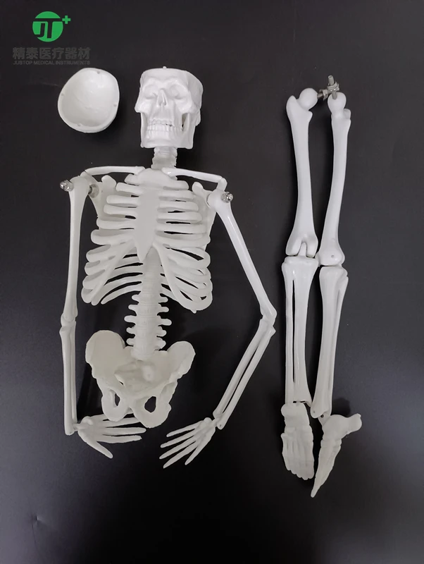 Маленький скелет человека 45 см