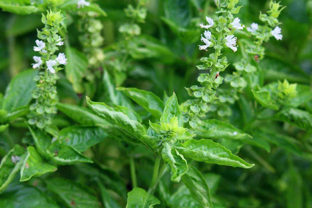 Wholesale Bulk Price Organic 100% Natural Pure Clove Basil Essential Oil for Skin Clean Clear