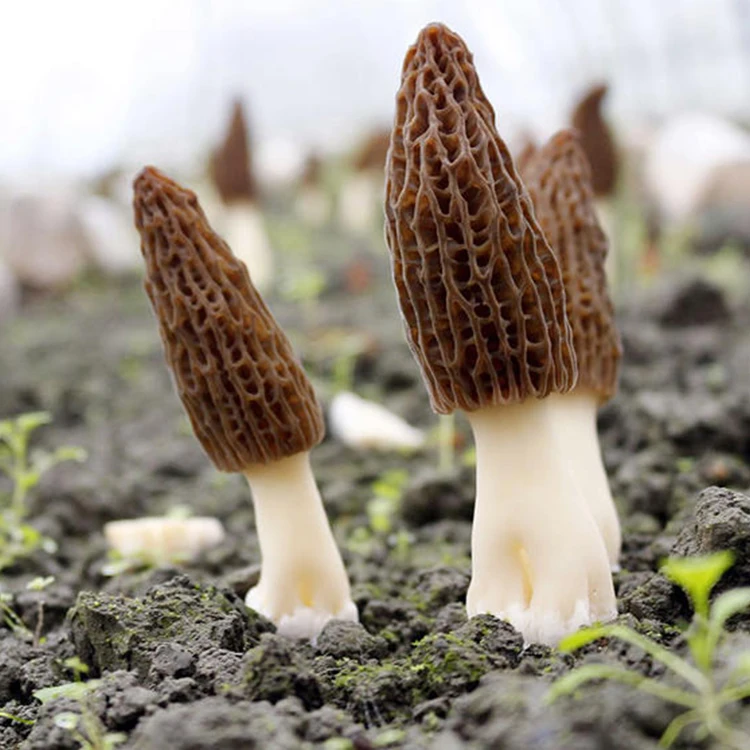 Высококачественный сушеный дикий Морель Morchella от китайского