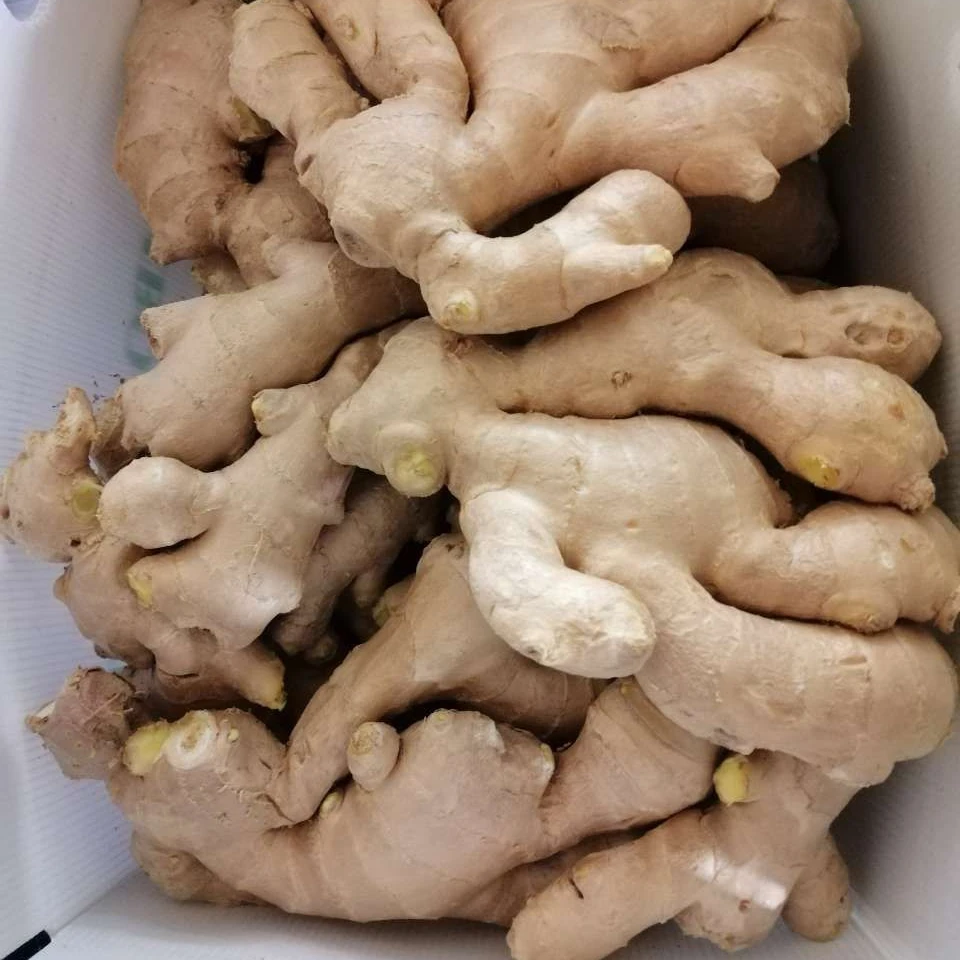 Sinofarm  2022 Hot Sale China Dry ginger root New Crop Chinese Fresh Ginger For Export from Shandong China