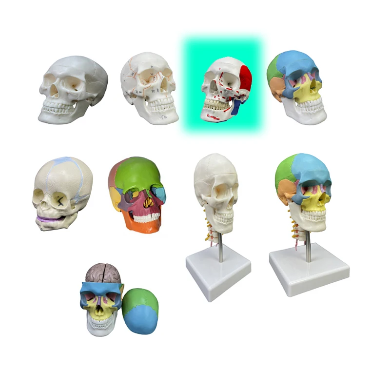 production human skeleton 1/2 size PVC head skull anatomical teaching model with color muscle 3 parts mini  Colored skull model