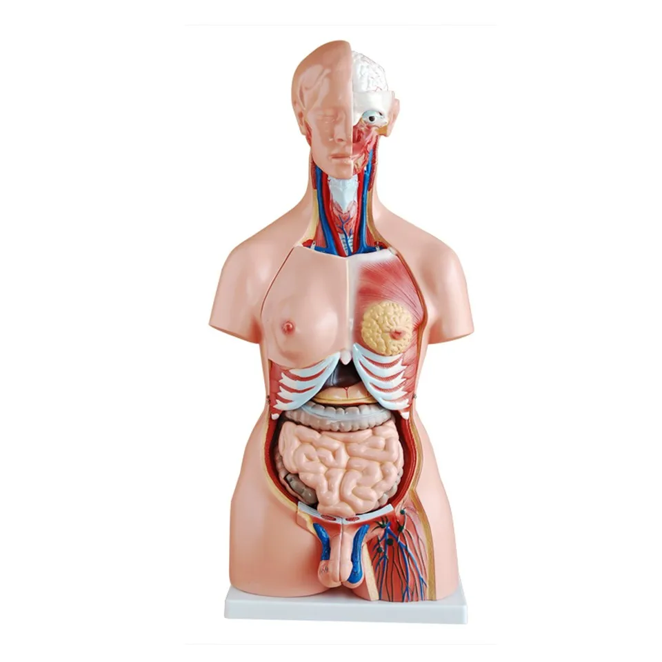 Scientific teaching 85cm 23 part androgynous torso model Detailed human size Human model 23 Removable human organs