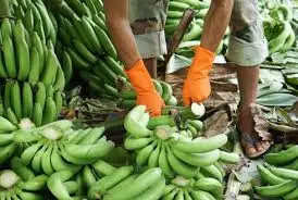 Fresh Bananas For Sale