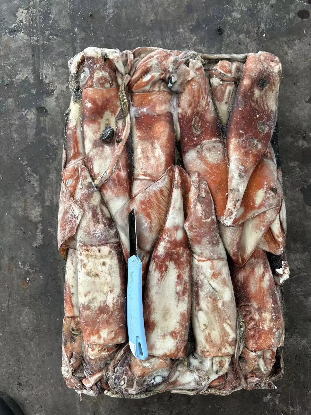 New Arrival Calamari Dosidicus Gigas 10-12 Piece Frozen Giant Squid